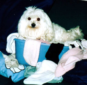 Clancy in Laundry